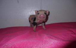 Funny miniature pig picture
